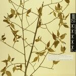 Carpinus viminea Other