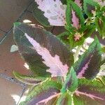 Plectranthus scutellarioides Yaprak
