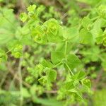 Euphorbia stricta ফুল