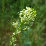 Turritis glabra Blomst