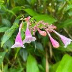 Strobilanthes hamiltoniana Цвят