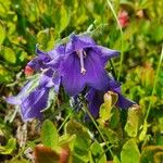 Campanula alpina Flor