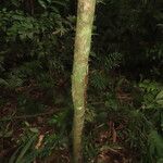 Gymnanthes riparia Hábito