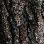 Pinus caribaea Corteza