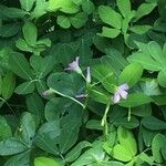 Oxalis latifolia Flor