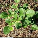 Rubus ellipticus Blatt