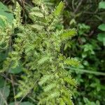 Lygodium microphyllum Leaf