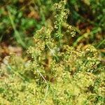 Galium obliquum عادت