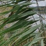 Phragmites australisLehti