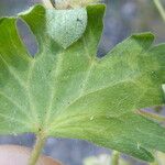 Geranium rotundifolium Folio