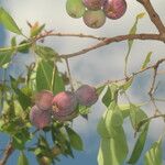 Syzygium guineense Frucht