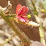 Capparis decidua Flower