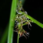 Scleria secans Плод