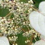 Schizophragma hydrangeoides Kukka