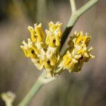 Asclepias subulata Flor