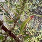 Amaranthus palmeri ഇല