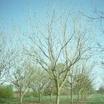 Juglans mandshurica Облик