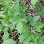 Cleome rutidosperma ഇല