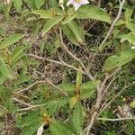 Solanum incanum Blüte