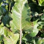 Beta vulgaris Blad