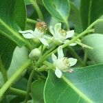 Ekebergia capensis Λουλούδι