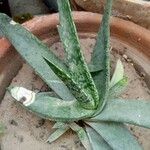 Gasteria disticha Leaf