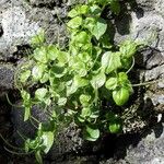 Peperomia pellucida Blad