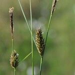 Carex lasiocarpa Fruto