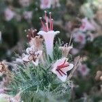 Echium asperrimum Fleur