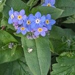 Myosotis sylvatica Blatt