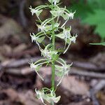 Platanthera orbiculata Blüte