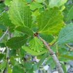 Betula nana Leaf