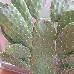 Consolea rubescens Hoja