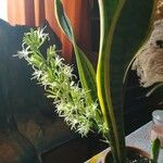 Dracaena trifasciata Blüte
