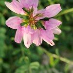 Coronilla variaപുഷ്പം