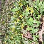 Erythronium americanum ᱵᱟᱦᱟ