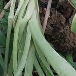 Cordyline stricta Blad