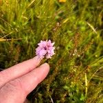 Dactylorhiza maculataFiore