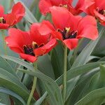 Tulipa fosteriana 花