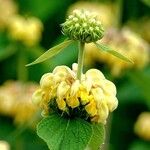 Phlomis russeliana Virág