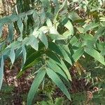 Eucalyptus macarthurii Лист