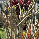 Pachypodium saundersiiBark