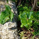 Arum italicumΦύλλο