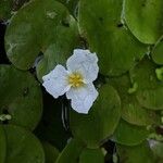 Hydrocharis morsus-ranae Fleur