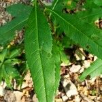 Senecio ovatus Leaf