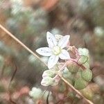 Sedum brevifolium Kukka