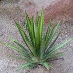 Agave palmeri Ліст