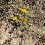 Tanacetum vulgareKukka