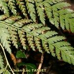 Culcita macrocarpa 葉