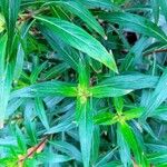 Lobelia laxiflora Leaf